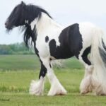 Unique horse breeds with rare traits